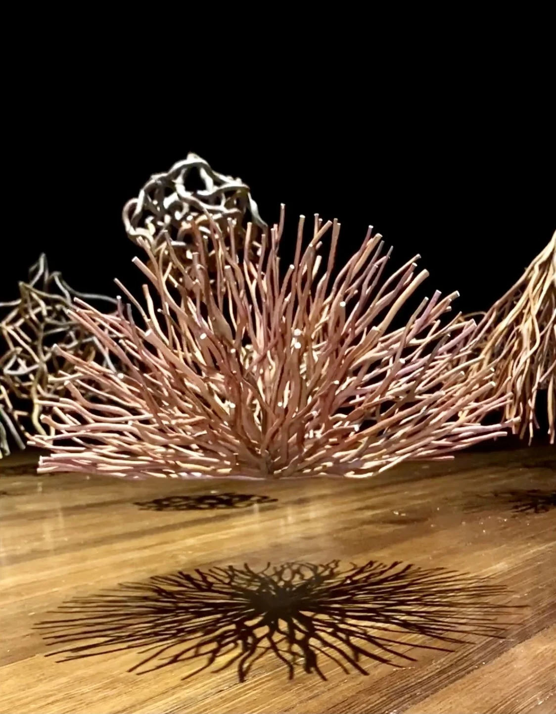 "Big Bang," Curly Willow