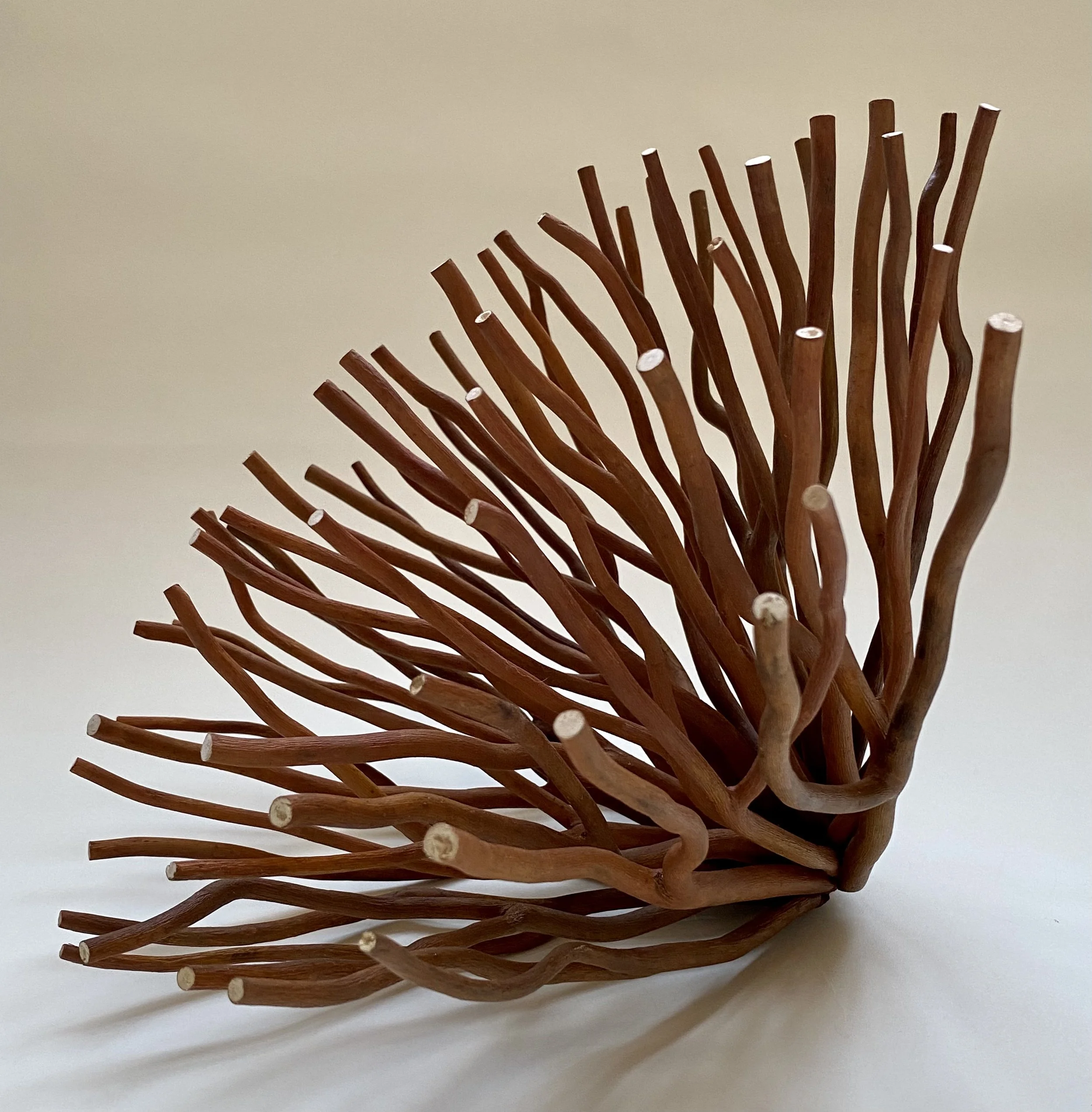 "Burst #7," Curly Willow