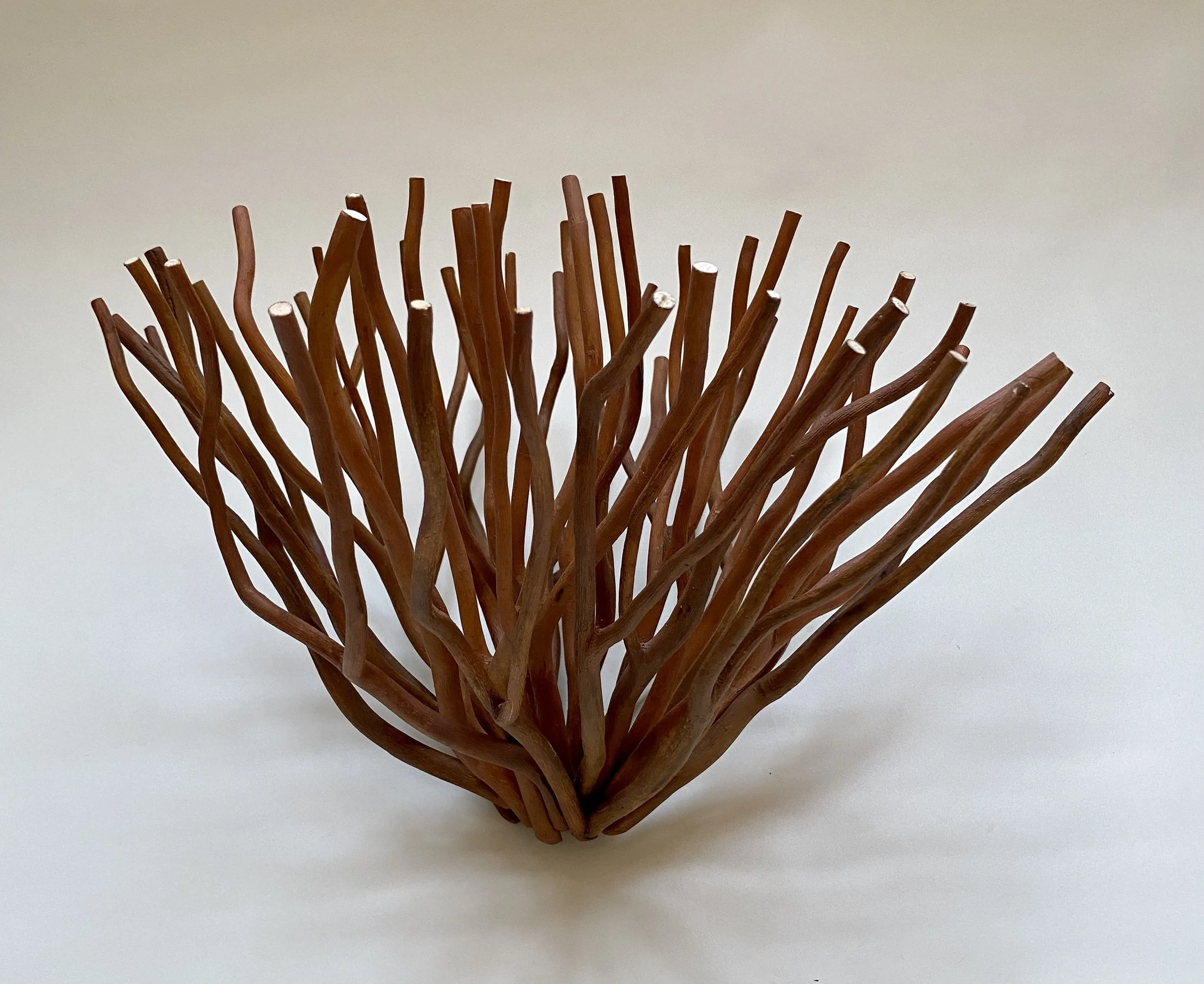 "Burst #7," Curly Willow