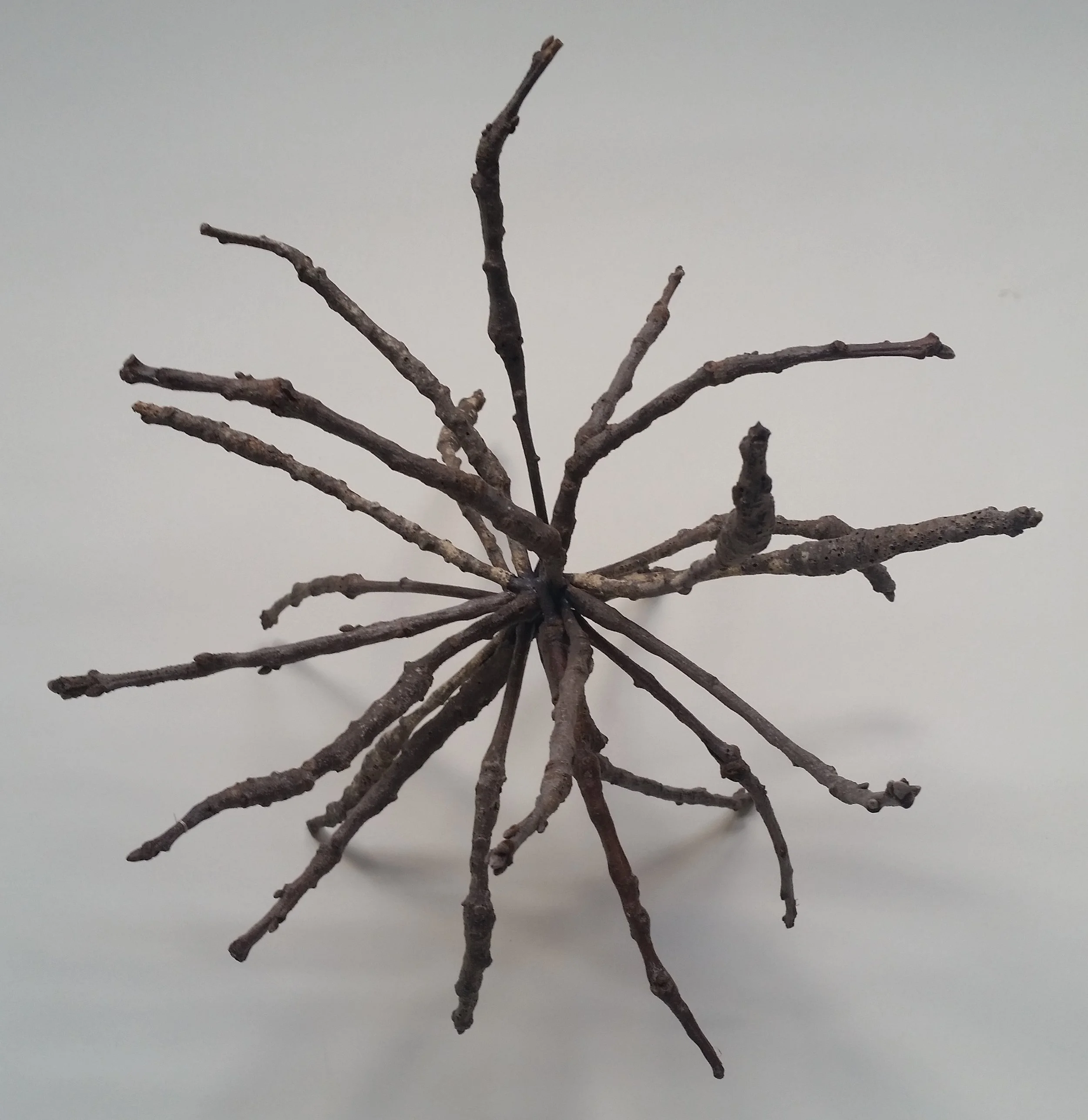 "Burst #4," Black Oak