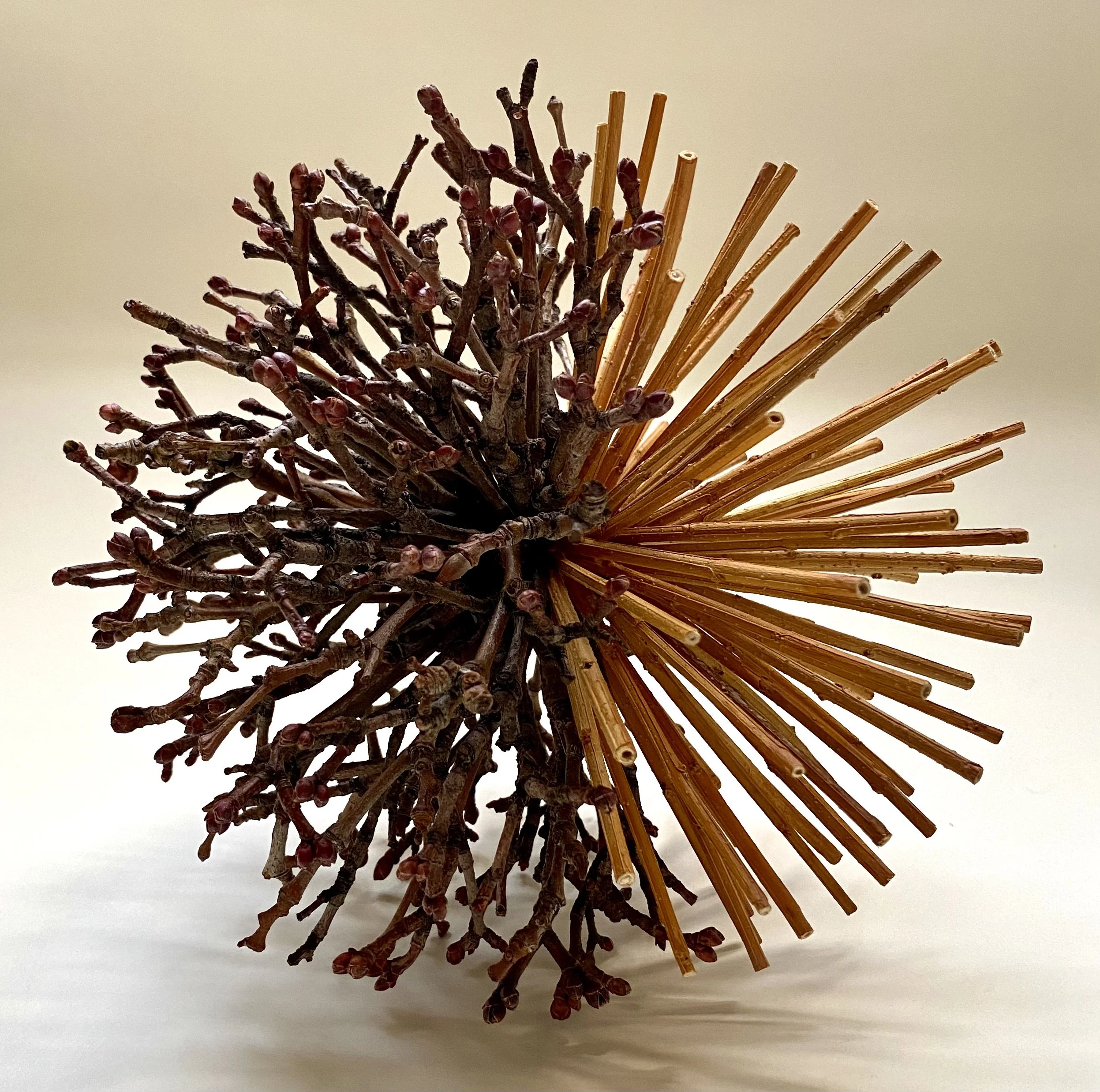 "Duality," Forsythia/Found branches