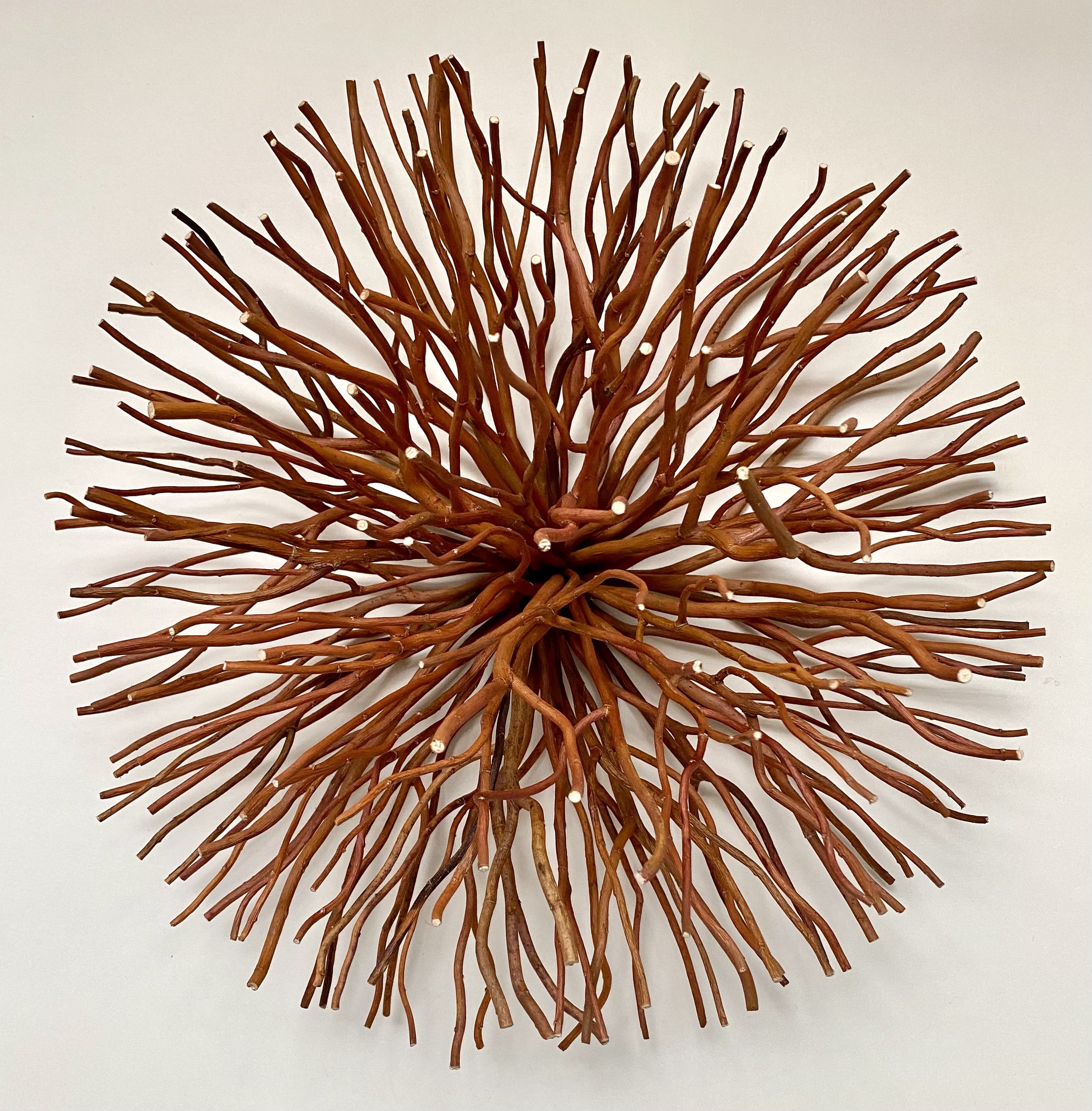 "Big Bang," Curly Willow