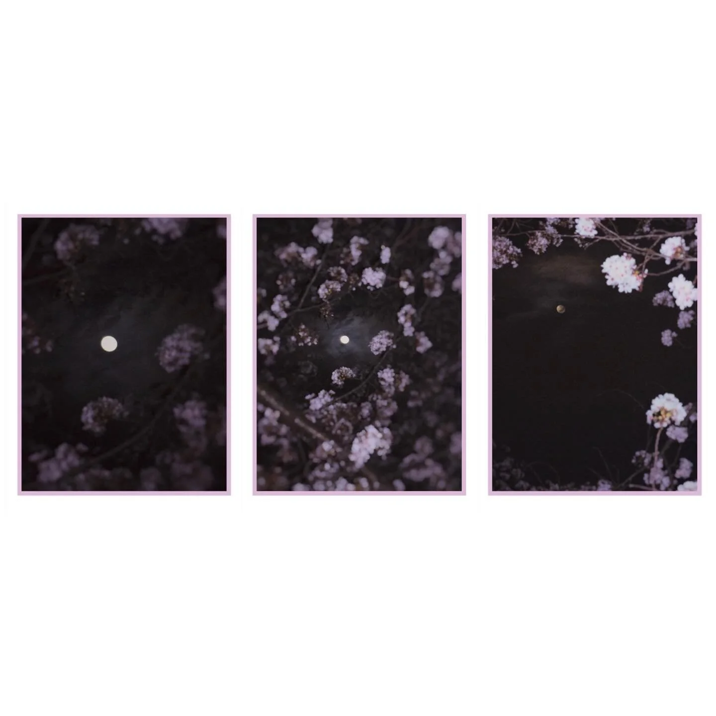 Cherry Blossoms at night 🌬️📷🌸🌝 Tune pick from Katlyn