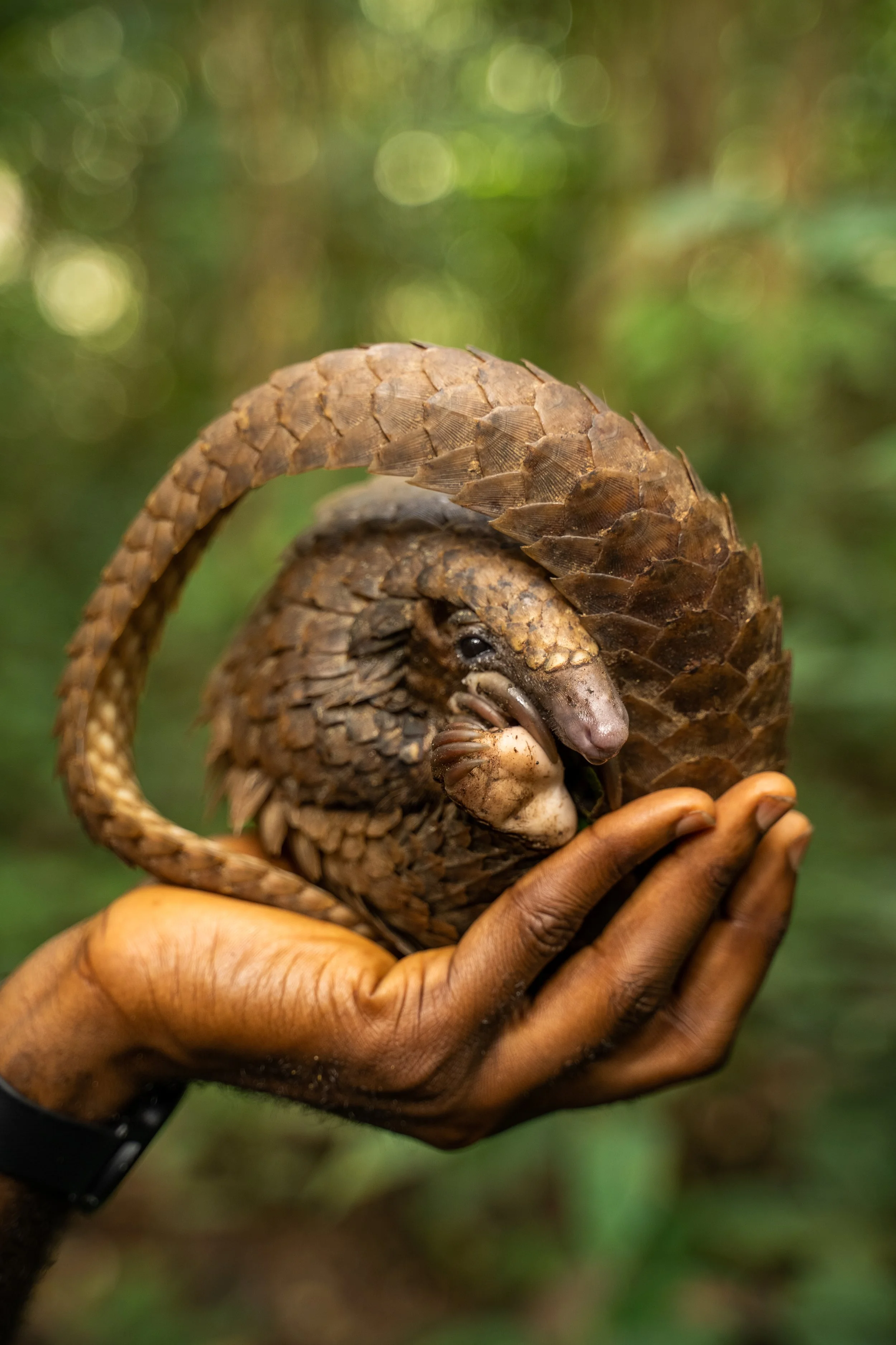 How a Mindset Shift is Helping Me Balance Academia and Grassroots Conservation Work