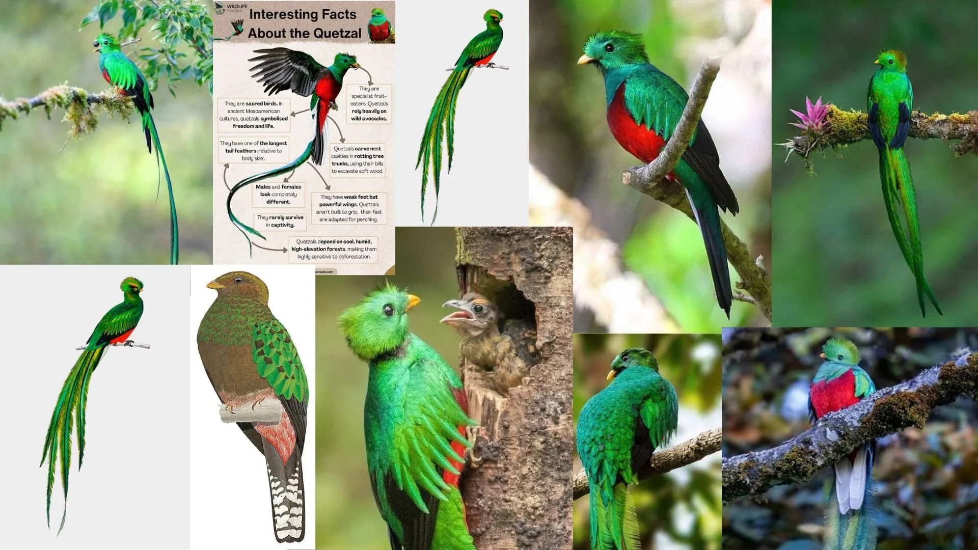 Quetzal - Moodboard.jpg