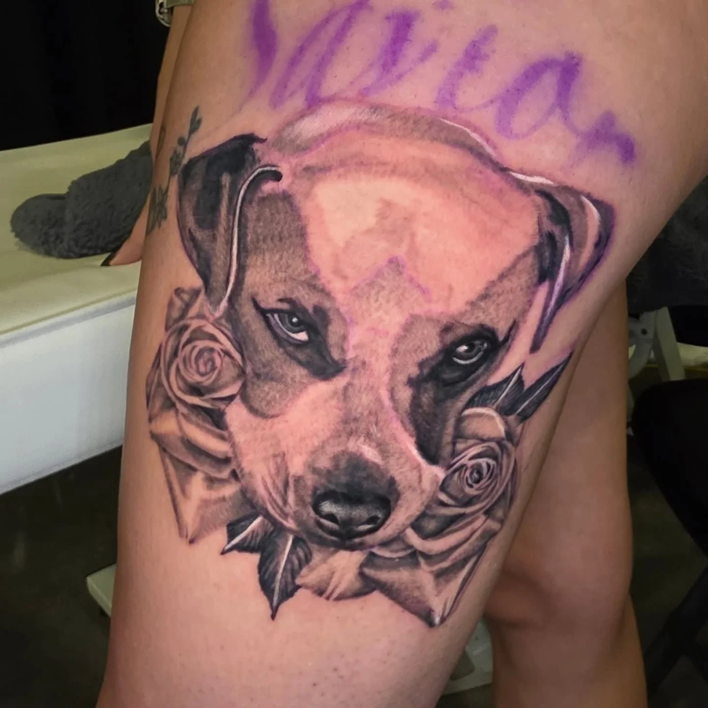 First black and grey dog portrait by Justin

709 W. Sunshine St. Springfield, MO 65807
(417) 590-4399