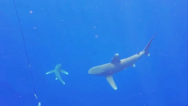 My mom on the boat literally yell whispering *whhhy?* but I’ll almost always jump in the water with sharks #freediving #freedive #innerdepths #mentalhealthsupport #beyourself #sharks