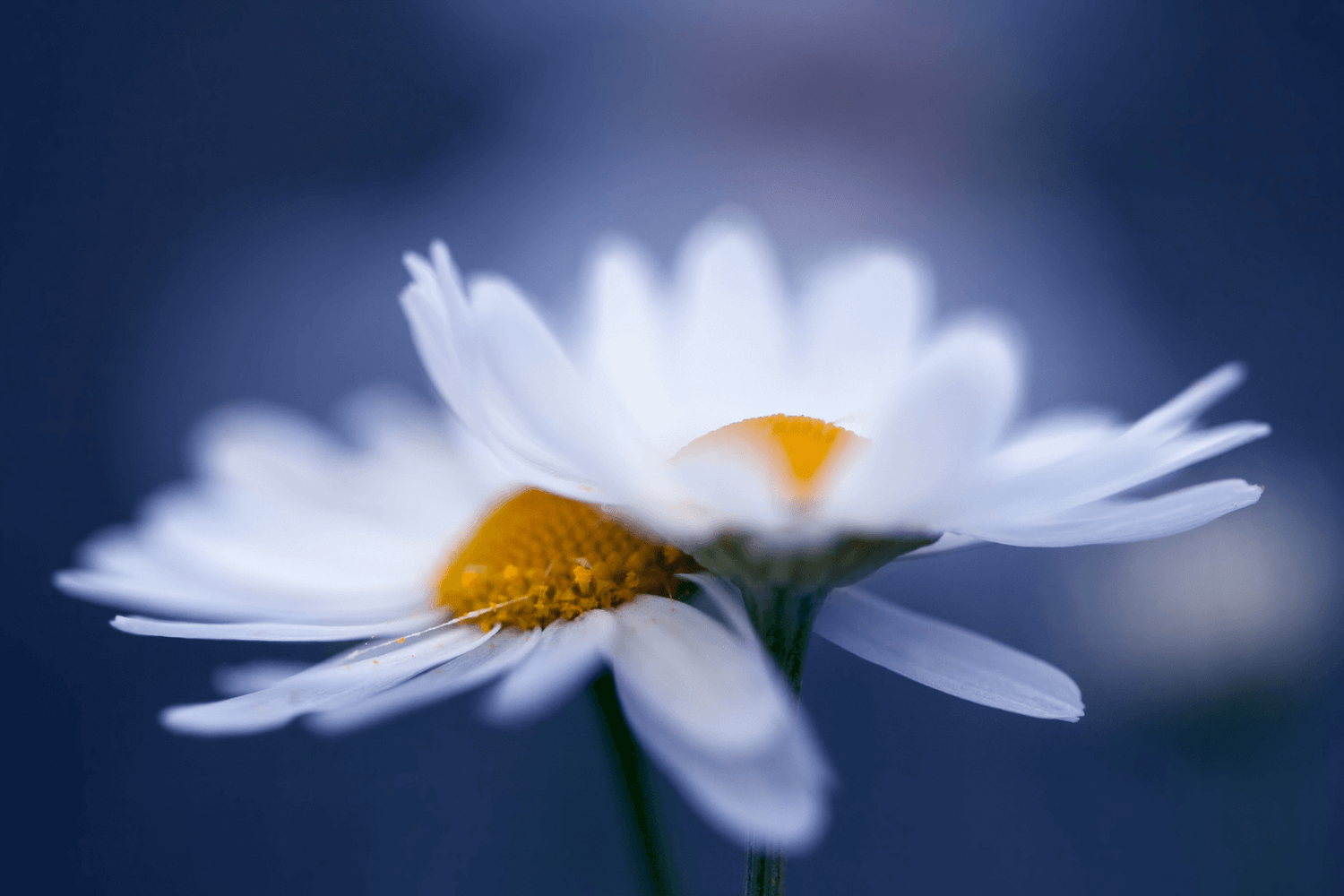Love and Loving Well as Highly Sensitive People (HSPs)