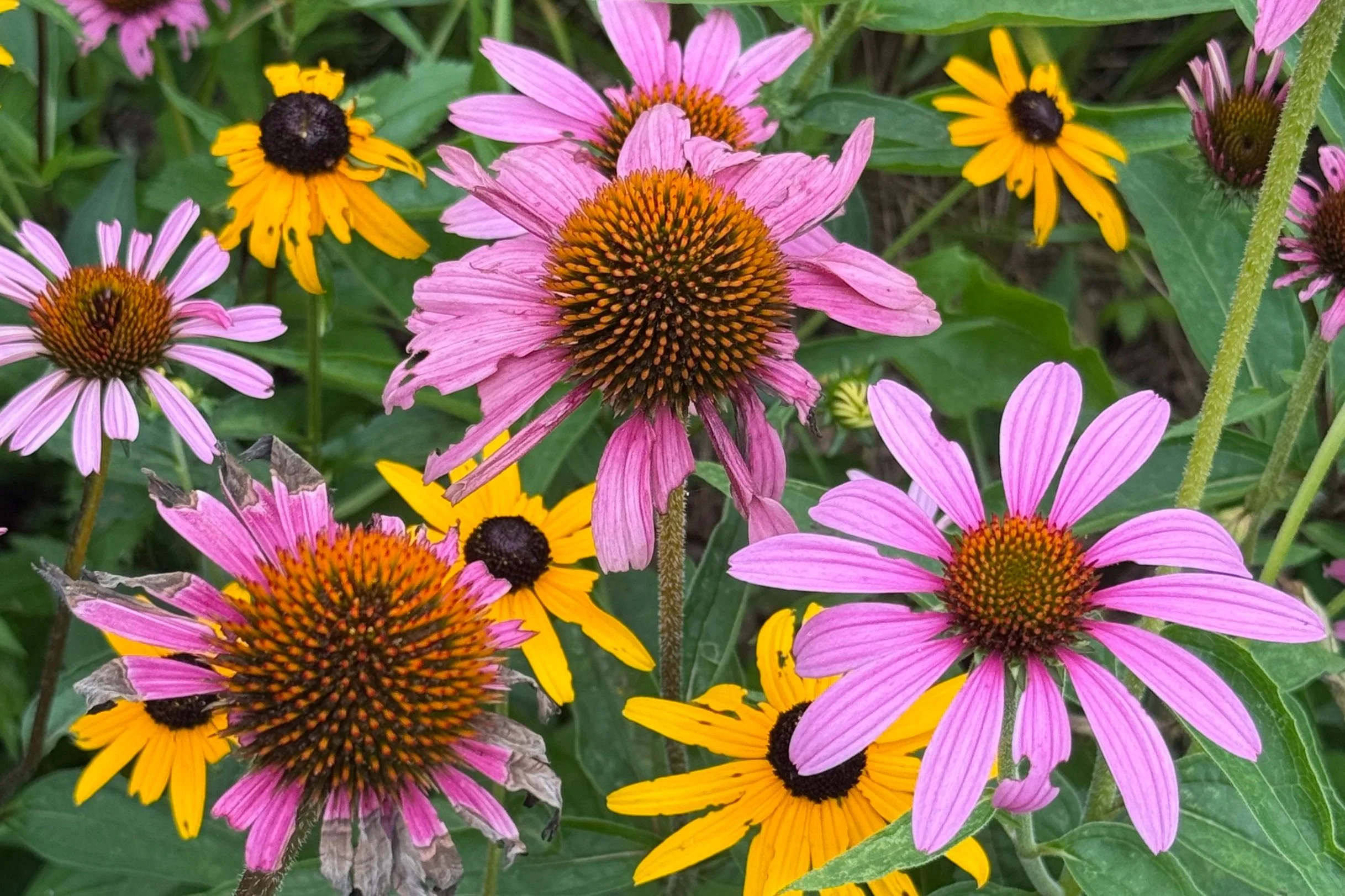 Coneflowers and black-eyed Susans seen by licensed psychologist, coach, mentor, and certified forest therapy guide (CFTG) Lori L Cangilla from Singularly Sensitive on a forest therapy walk in Pittsburgh, PA