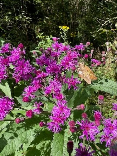 Butterfly nature walk Lori Cangilla Certified Forest Therapy Guide CFTG licensed psychologist highly sensitive women HSP leader entrepreneur solopreneur nature environment activist creative confident powerful sensitivity witch worldwide Pittsburgh
