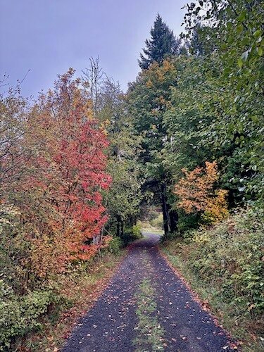 Certified Forest Therapy Guide CFTG walk founder Lori Cangilla Singularly Sensitive entrepreneur solopreneur highly sensitive women HSP nature environment activist creative confidence impact coach mentor virtual Pittsburgh PA sensitivity witch
