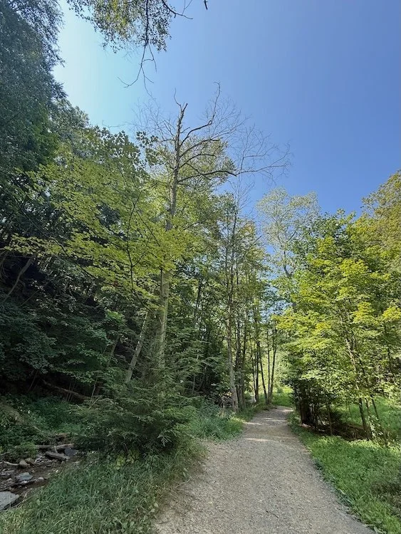 Deserted path through forest
