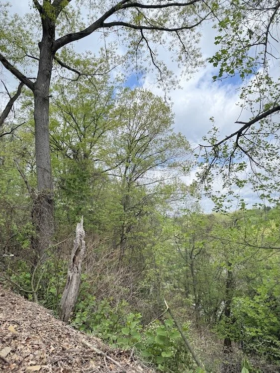 Certified Forest Therapy Guide Lori Cangilla founder of Singularly Sensitive sit spot nature walk HSP highly sensitive women leader entrepreneur solopreneur environmental activist author coach mentor self-confidence impact transformation virtual PA