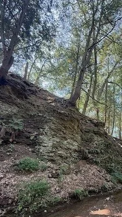 Pittsburgh PA woods on a forest therapy walk nurtured by nature with Lori L Cangilla PhD licensed psychologist certified forest therapy guide CFTG highly sensitive people HSP women coaching mentor leadership development self-care spiritual