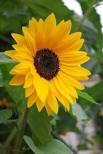 Sunflower nature walk certified forest therapy guide CFTG licensed psychologist mentor coach author Lori Cangilla founder Singularly Sensitive HSP highly sensitive women leader community membership development confidence environmental activist witch