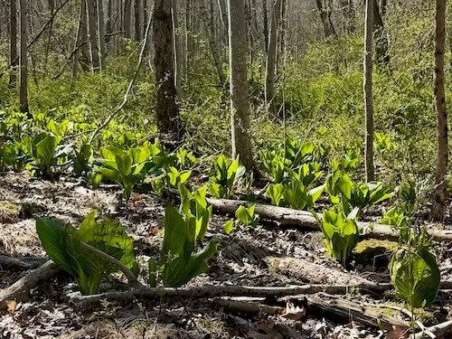Singularly Sensitive HSP mentor coach Lori L Cangilla licensed psychologist certified forest therapy guide (CFTG) community membership Understory