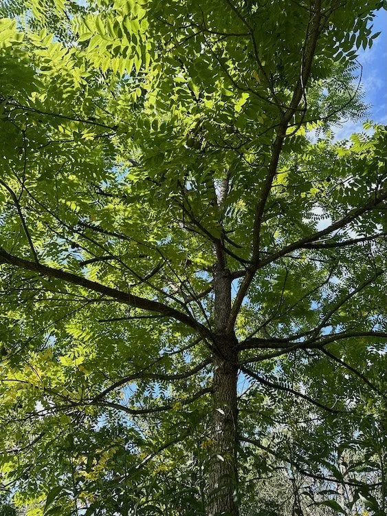 Looking up into the canopy of a black walnut tree with blue sky behind hit