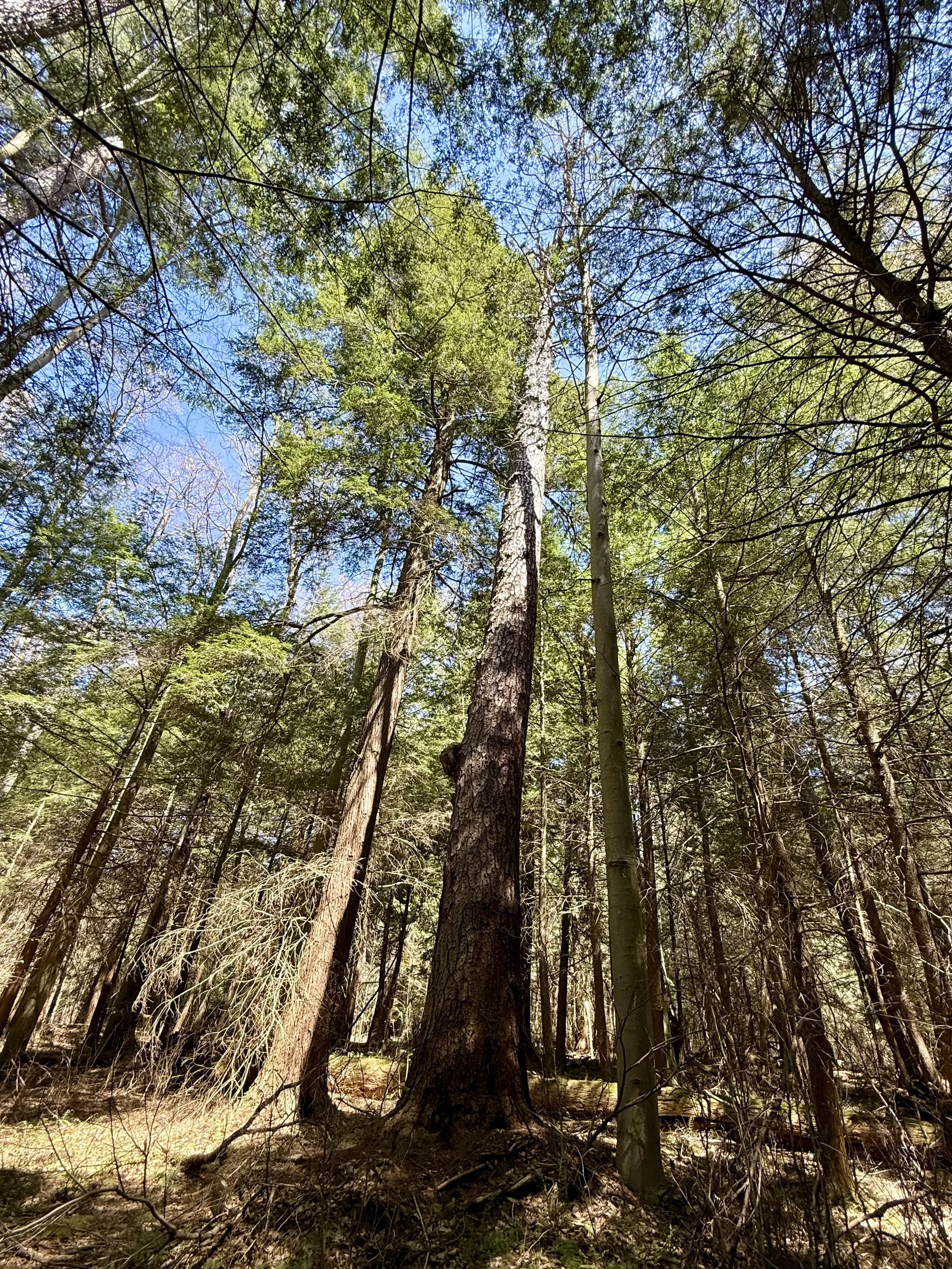 Pennsylvania woods on a forest therapy walk nurtured by nature with Lori L Cangilla PhD licensed psychologist certified forest therapy guide CFTG highly sensitive people HSP women coaching mentor leadership development self-care spiritual