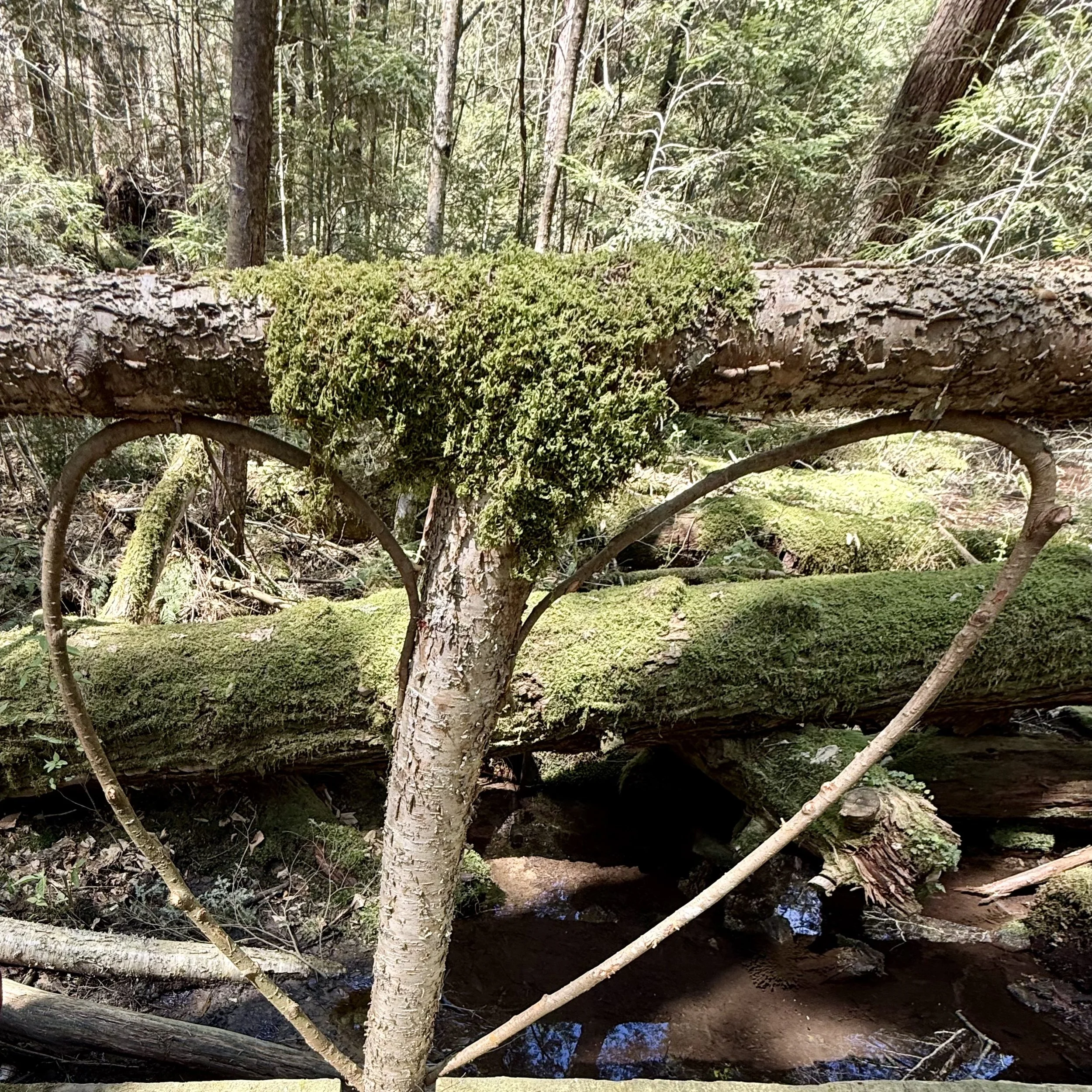 Heart bridge Lori Cangilla Certified Forest Therapy Guide CFTG mentor coach HSP highly sensitive women leader entrepreneur solopreneur activist nature environment author blogger writer confidence impact sensitivity witch virtual community membership