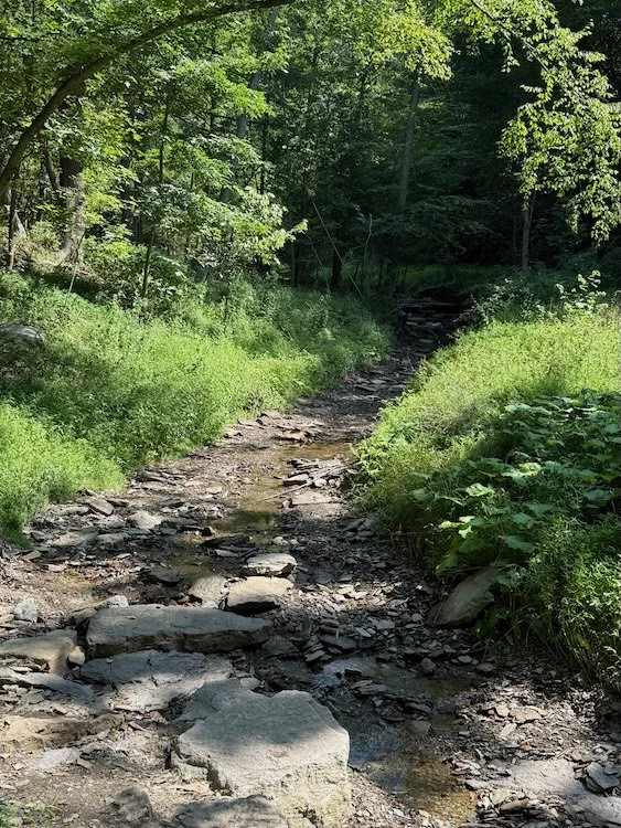 A small winding creek with rocks and wild vegetation, over which is printed the words Nurtured By Nature Mentoring Sessions