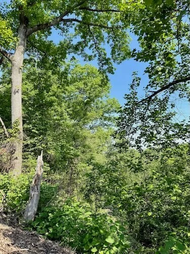 Forest therapy sit spot nature highly sensitive woman HSP high sensitivity certified forest therapy guide CFTG Lori Cangilla Singularly Sensitive nervous system regulation selfworthy summit understory community membership mentor coach leadership