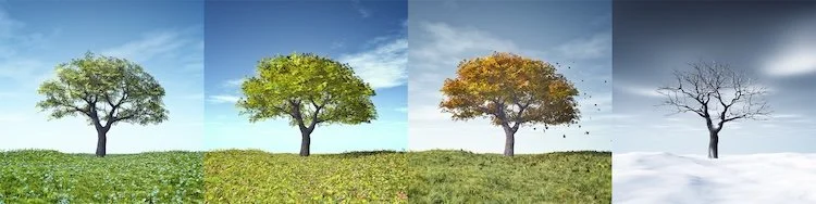 Photo of a tree in all four seasons, marketing Seasonal Sync from Lori Cangilla of Singularly Sensitive