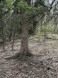 A large tree in a wooded area with surrounding smaller trees and dry ground.