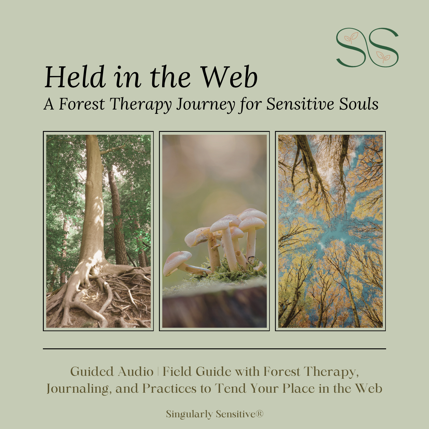 Held in the Web: A Forest Therapy Journey for Sensitive Souls