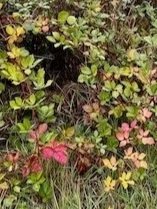 Forest therapy nurtured by nature HSP highly sensitive person mentor coach licensed psychologist PhD certified forest therapy guide (CFTG) Lori Cangilla of Singularly Sensitive leadership development