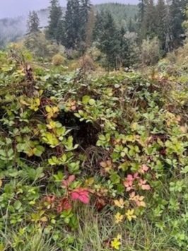 Forest therapy nurtured by nature HSP highly sensitive person mentor coach licensed psychologist PhD certified forest therapy guide (CFTG) Lori Cangilla of Singularly Sensitive leadership development