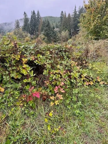 Founder Singularly Sensitive Lori Cangilla mentor coach Certified Forest Therapy Guide CFTG HSP highly sensitive women leader entrepreneur solopreneur environment nature activist ecopsychology creative confidence impact transformation global witch