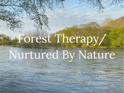Reconnect with Yourself and the Rest of Nature Through Forest Therapy and Nurtured By Nature