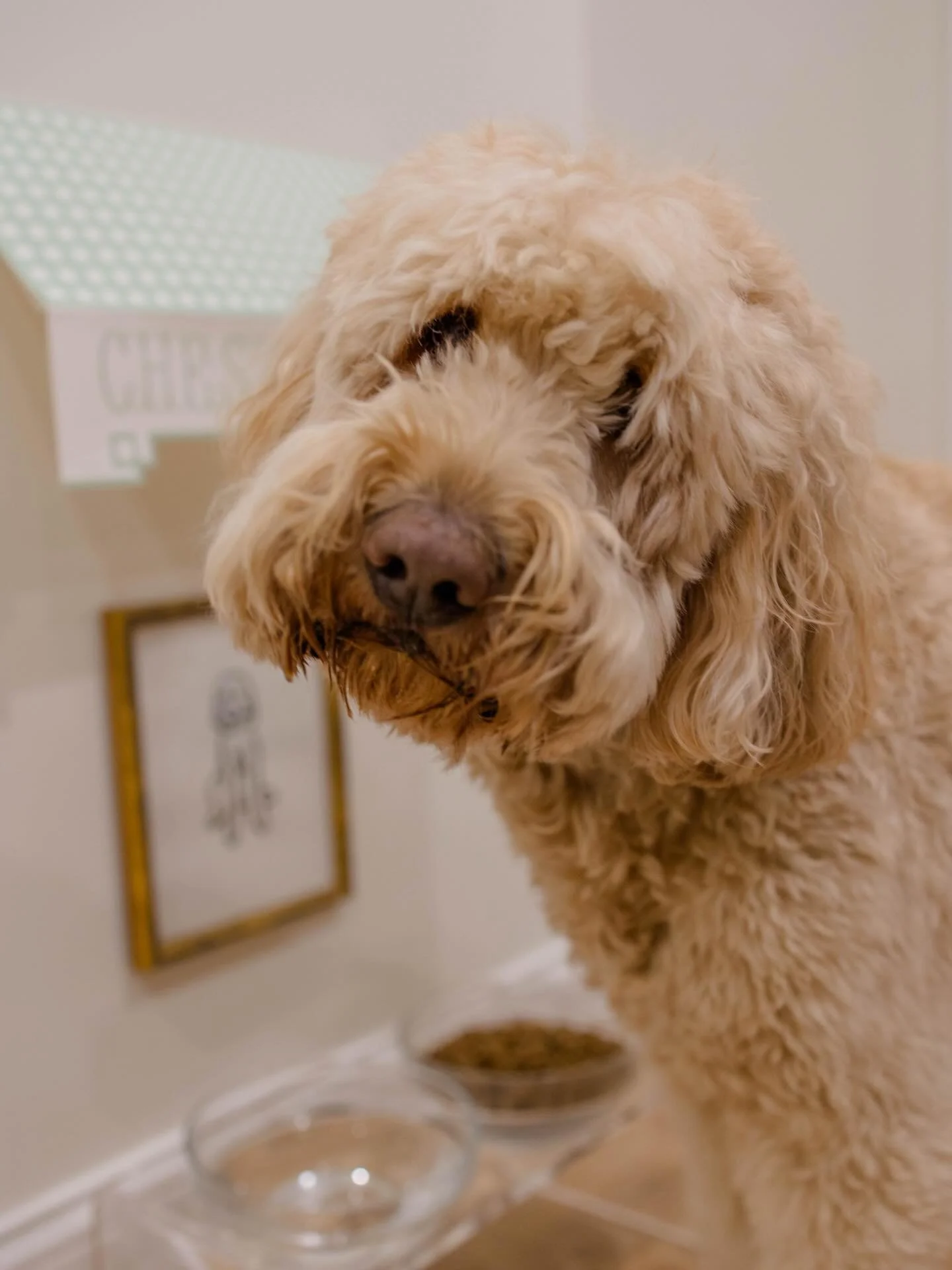 For anyone wondering about how Chester is doing&hellip; he is still just as spoiled as ever with his own little part of the house🤪👏🏻🩵 we love our shaggy boy so much!!!