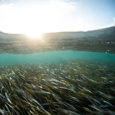 The Whole Ocean: Systems, Tech &amp; Investment in Nature
