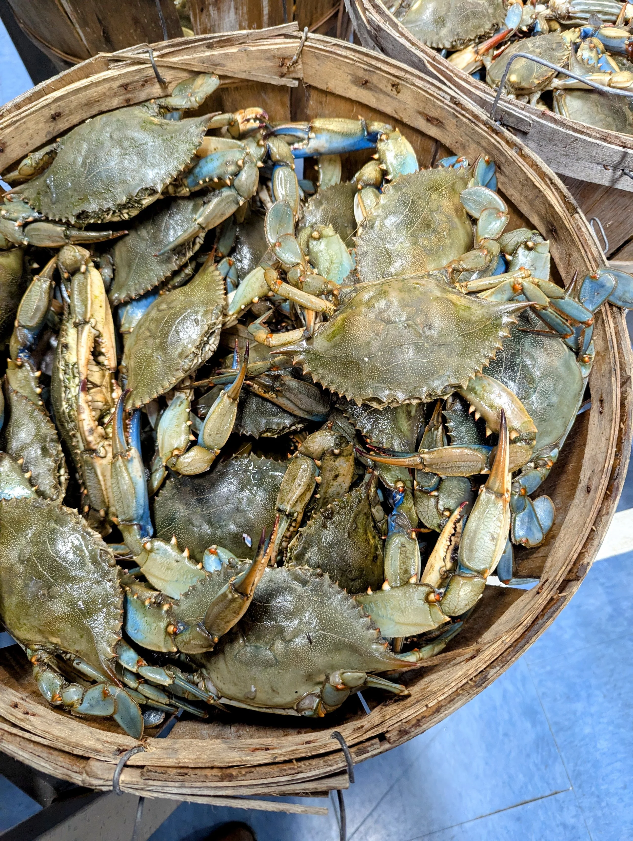 Proposed Blue Crab Regulations by MFC