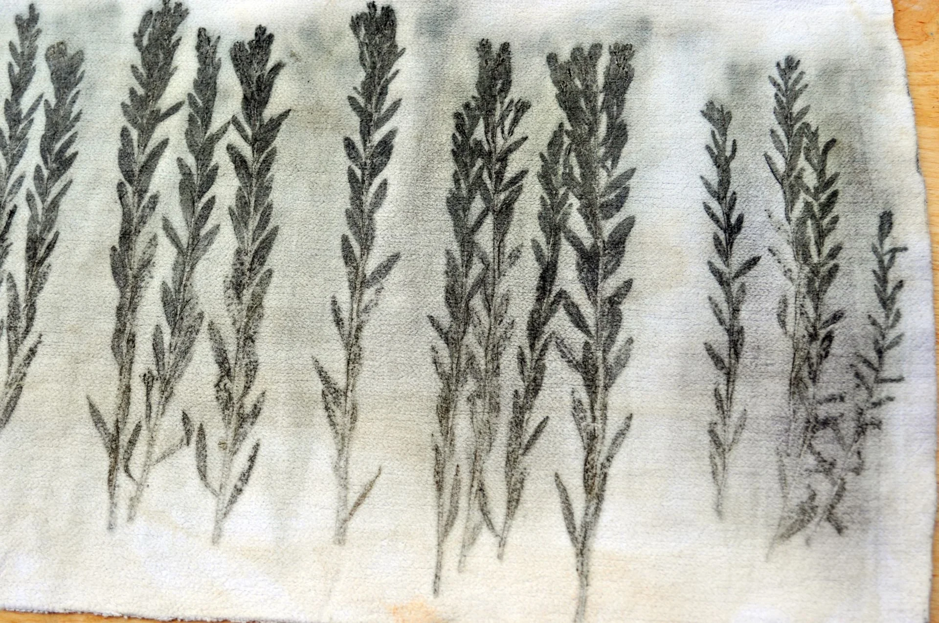 "Botanical Album of Soledar", Ukraine