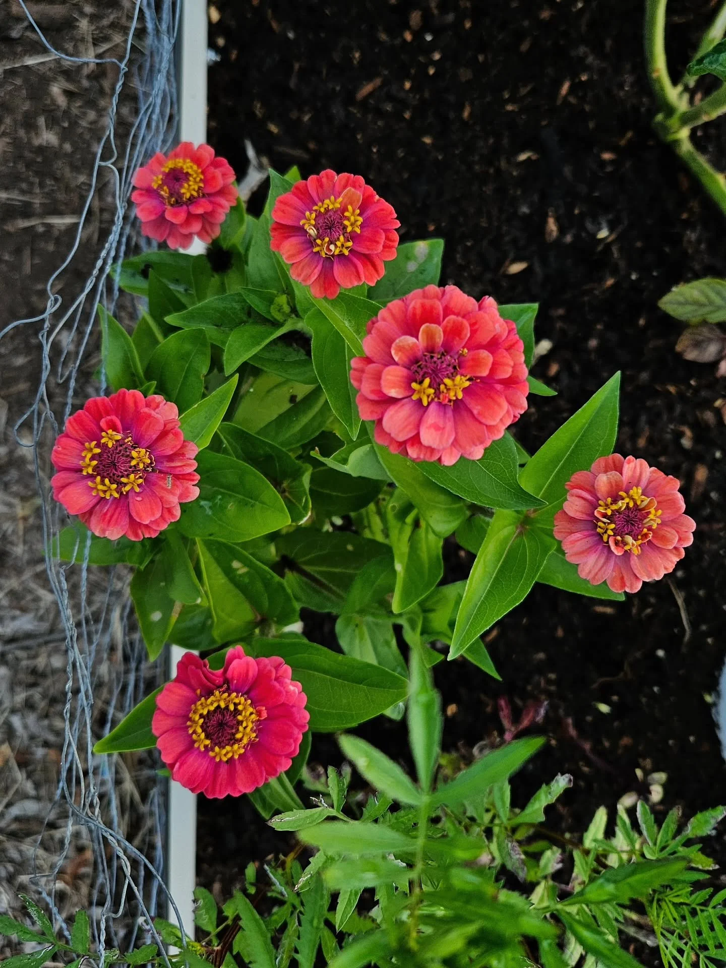 This gardening year, I had more success with flowers than with vegetables. I never liked zinnias, but now I appreciate them so much more. They are so easy to grow! Such a sturdy flower, and the colors are amazing 😍😂