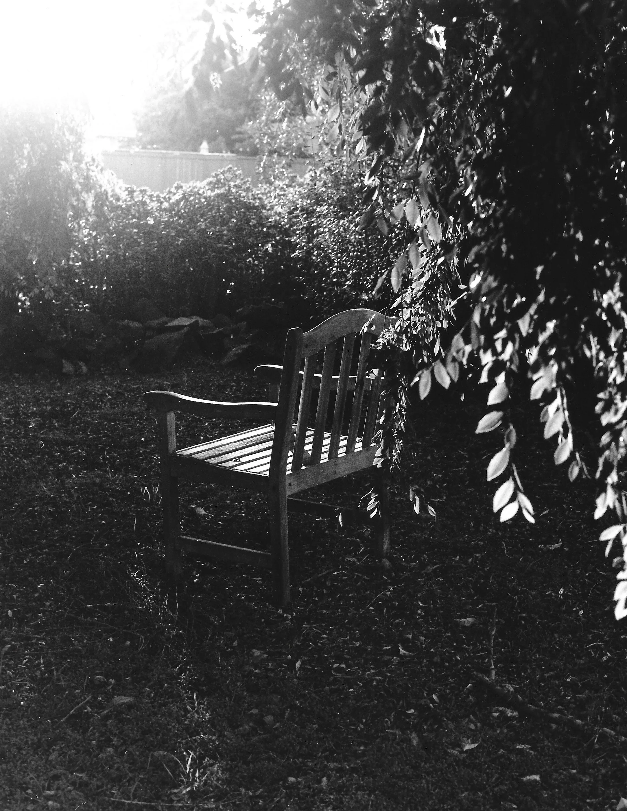 "The Garden" film photography