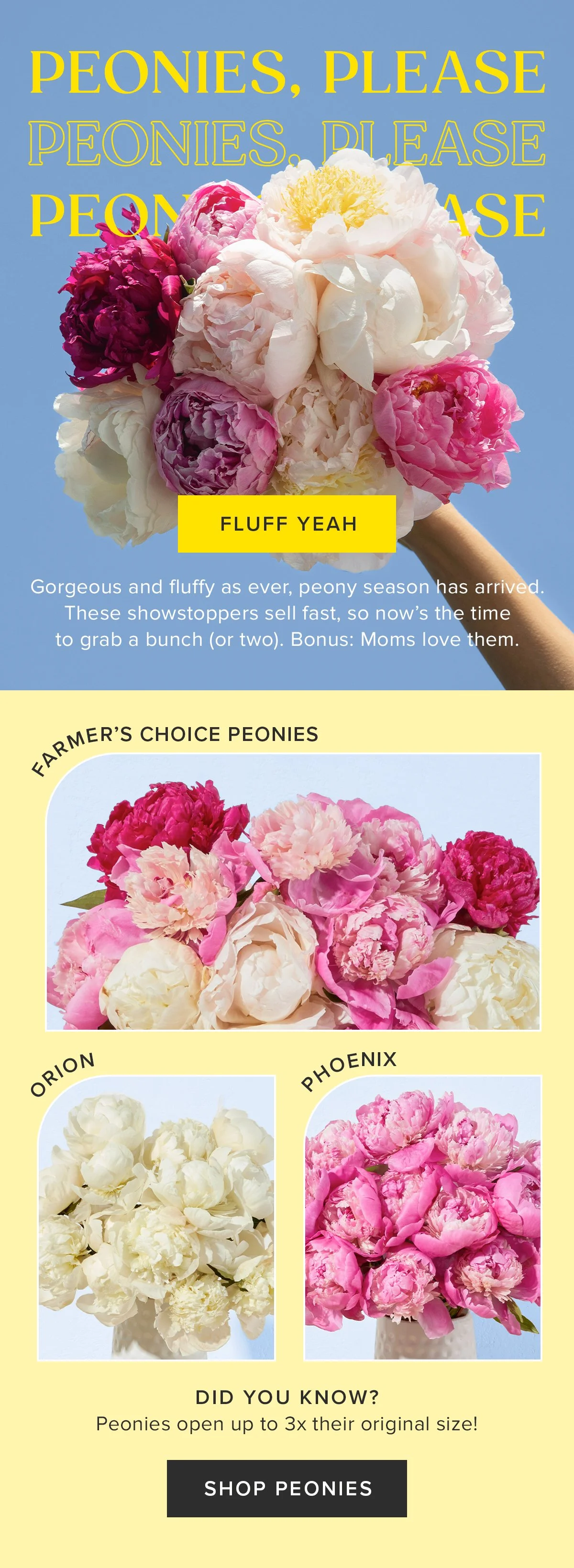 0411_Peonies_Ecomm.jpg
