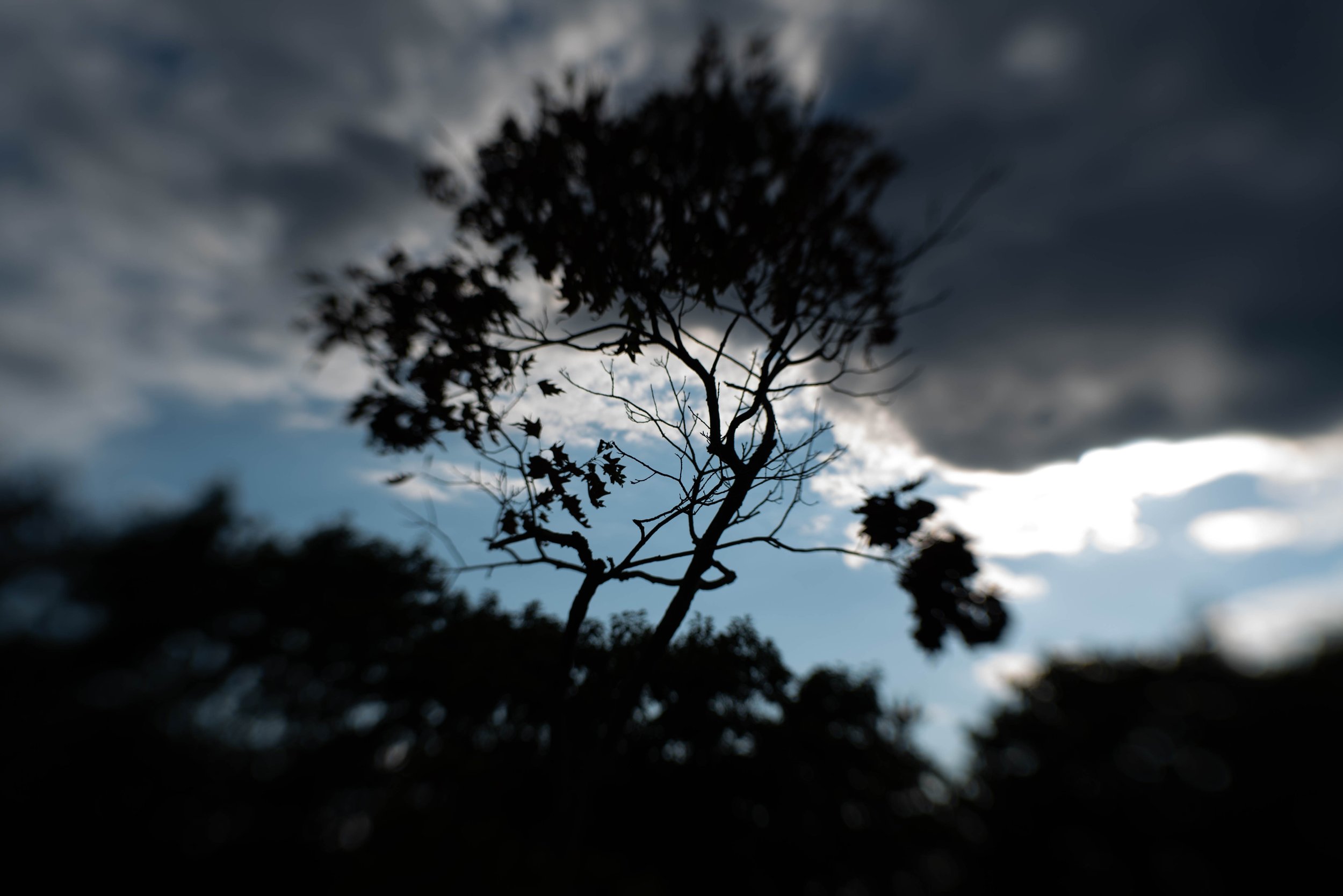 Ethereal Arbor.jpg