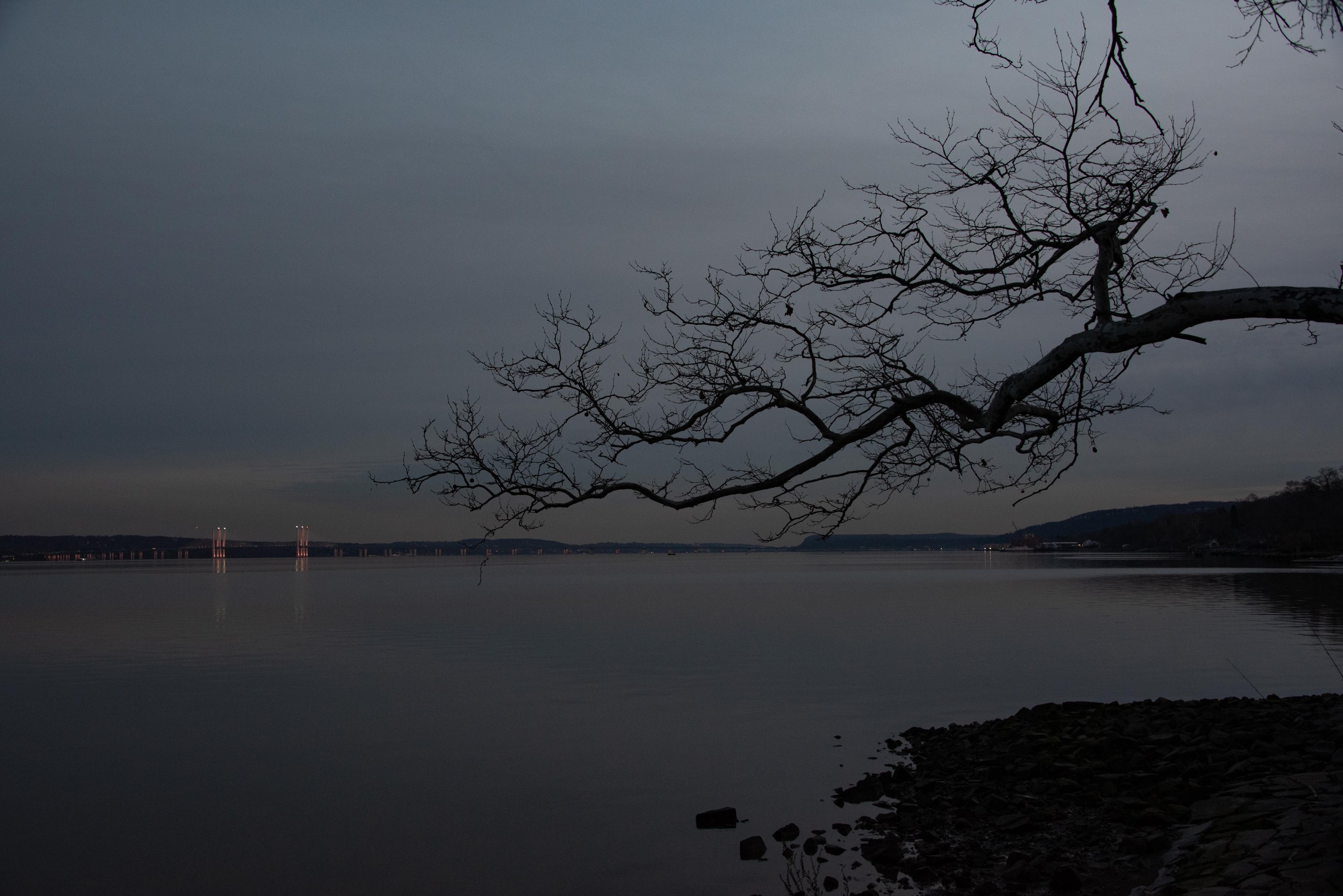 Tree Reaching for the Bridge.jpg