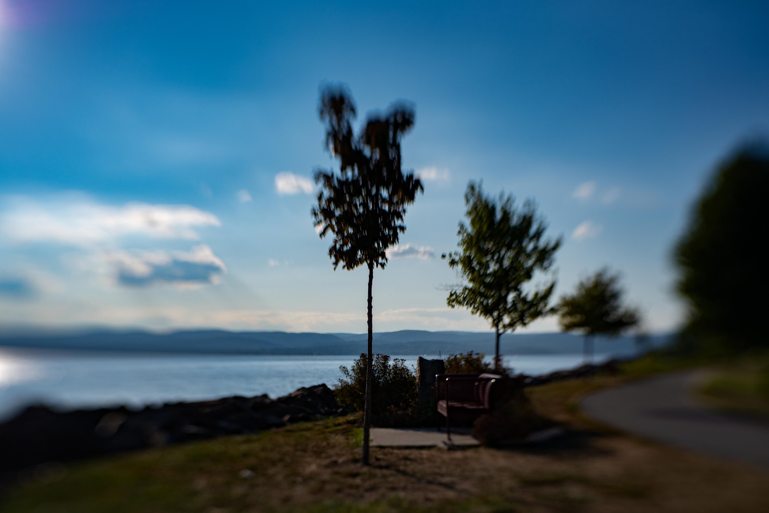 Trio of Trees.jpg