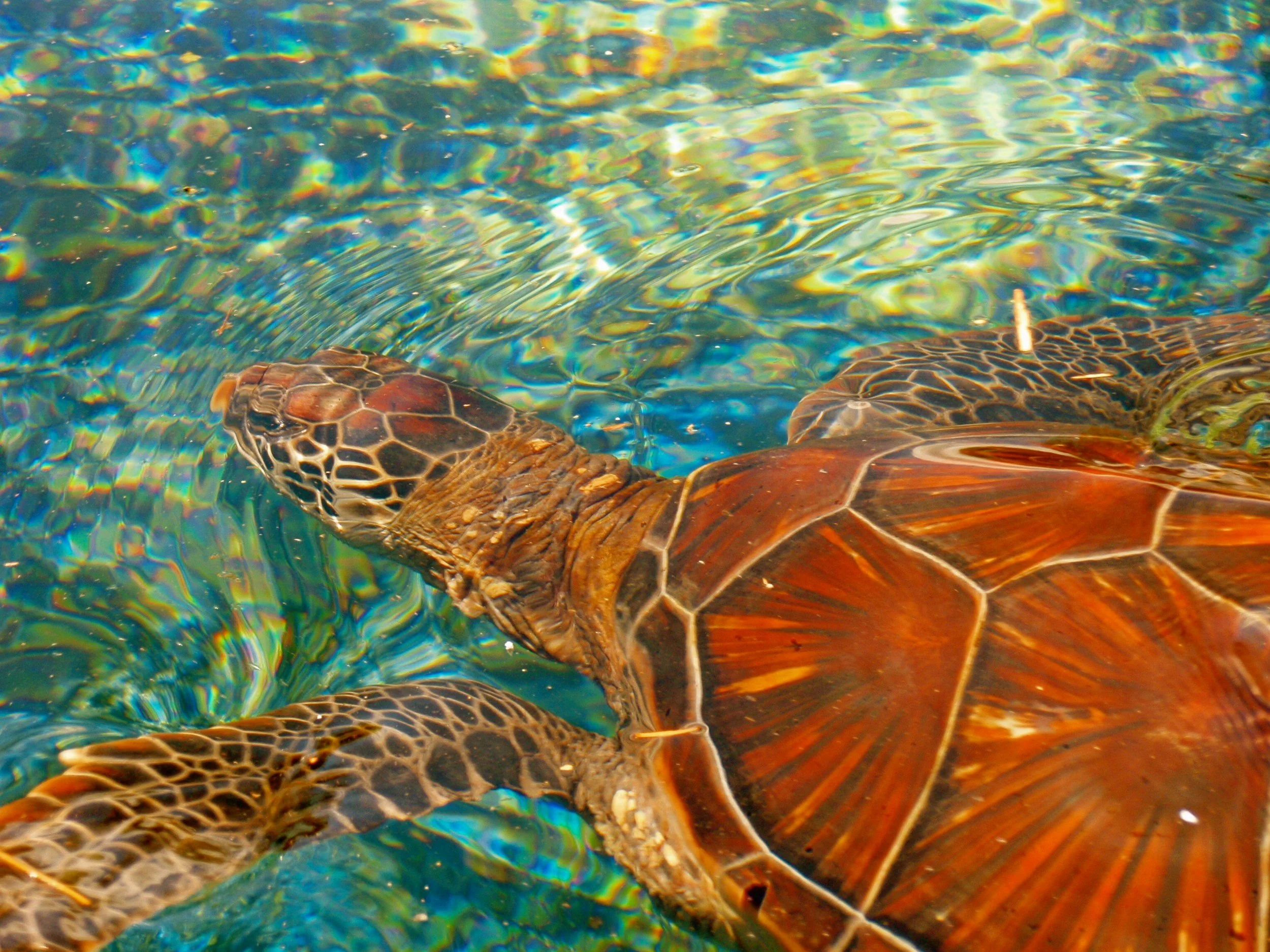 Sea Life Park Discovery Day