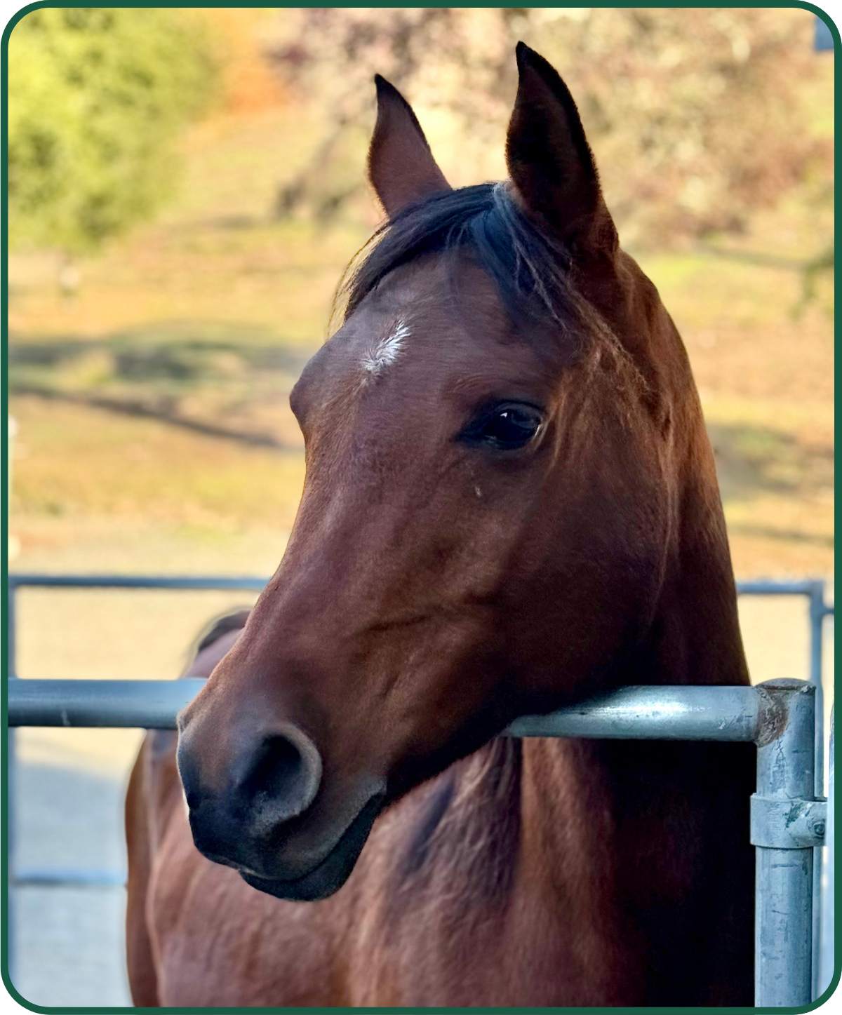 Headshot of horse Emmy