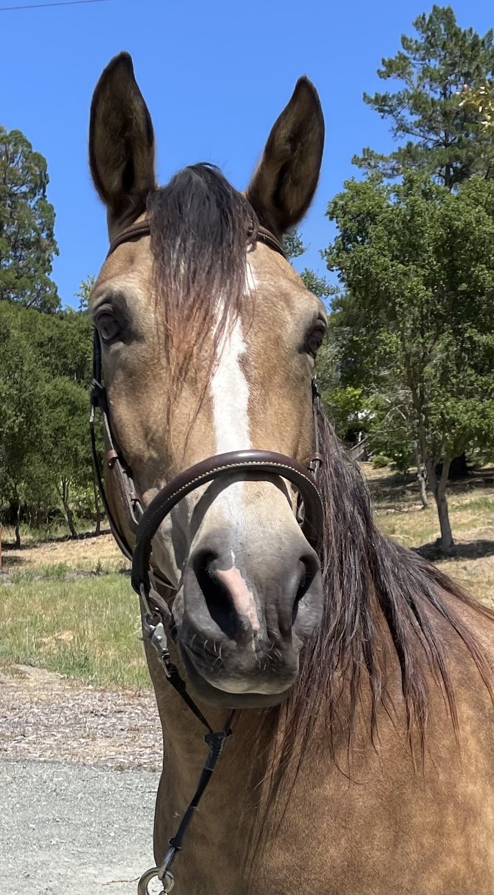 our-herd-xenophon-therapeutic-riding-center