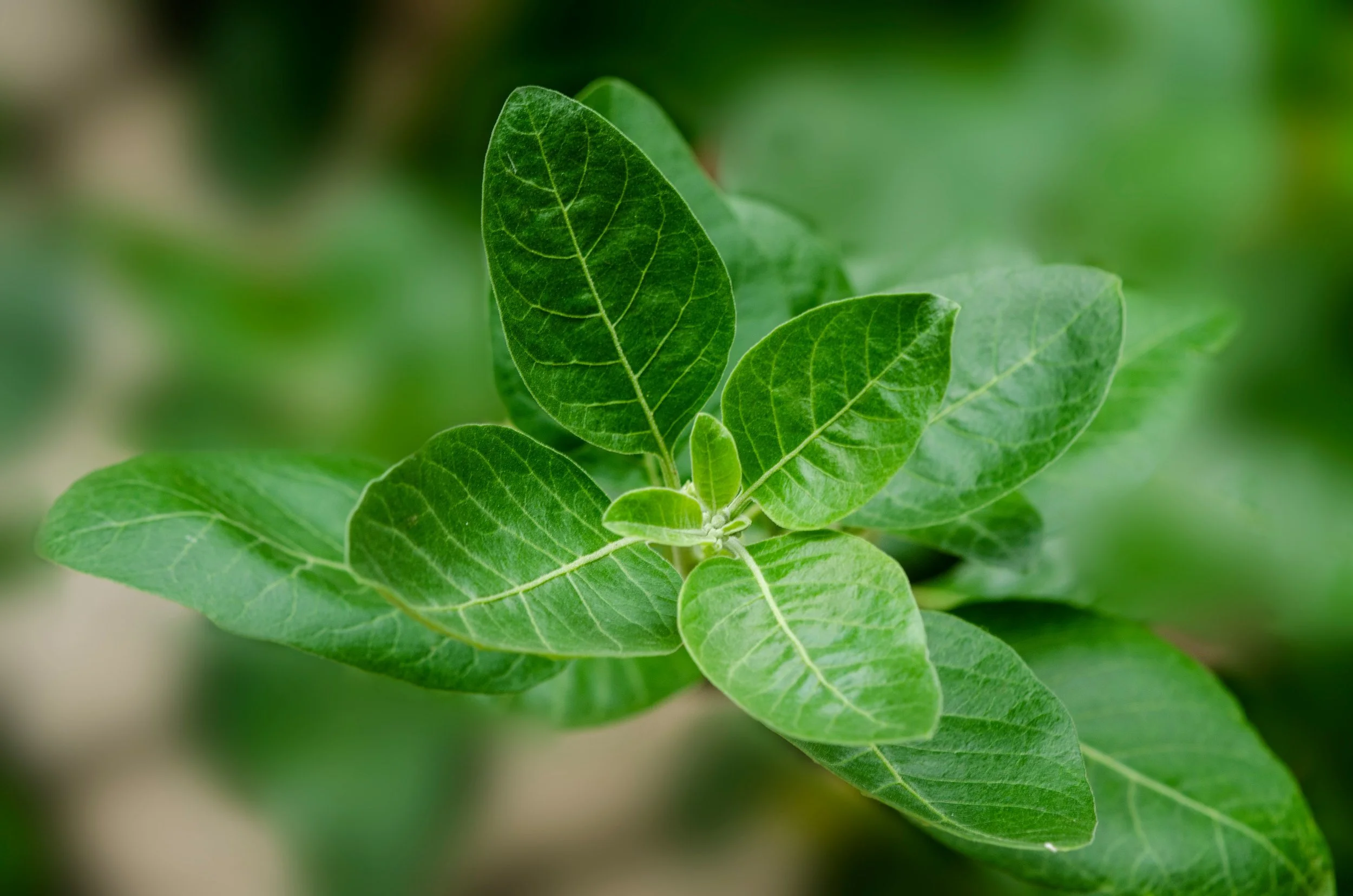 Our favourite Herbs #2: Ashwagandha (Withania somnifera)
