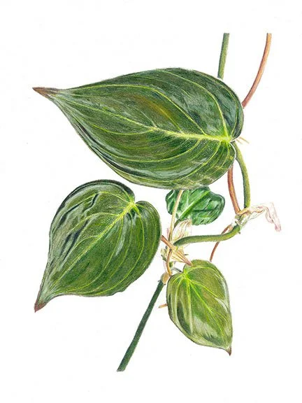 Leaves.jpg