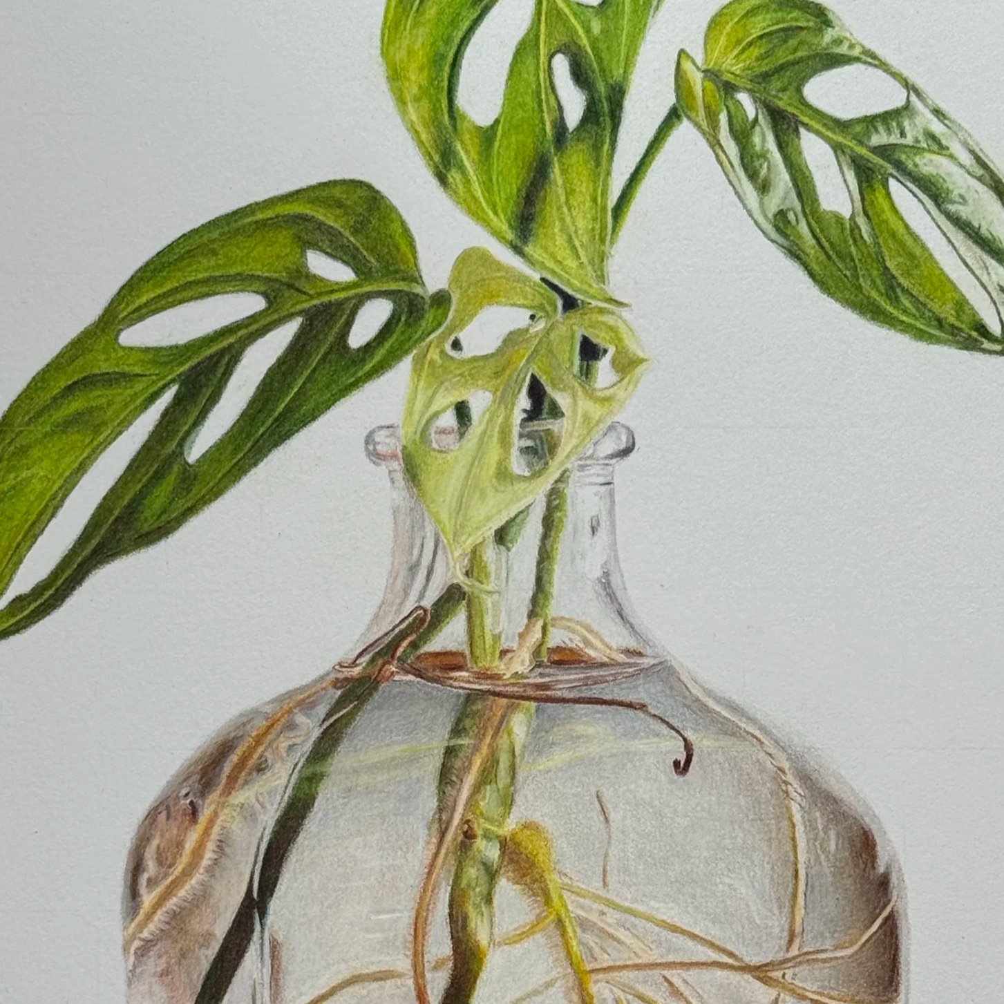Monstera Adansonii In Water