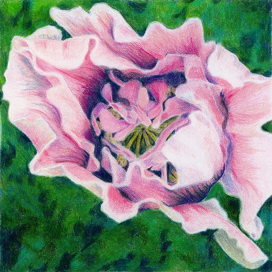Poppy.jpg