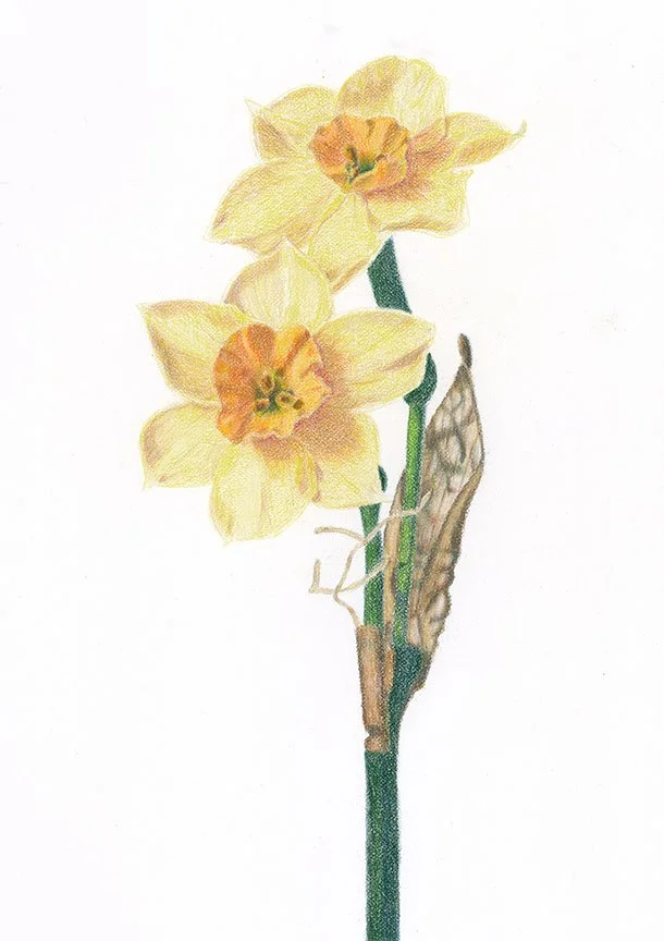 Daffodil.jpg